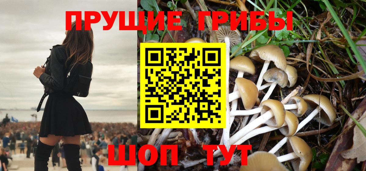 Галлюциногенные грибы Psilocybe  Вход с VPN  Дагестанские Огни 